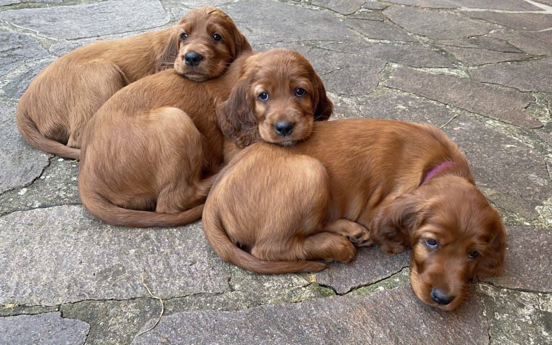 Abschied unserer ersten Welpen