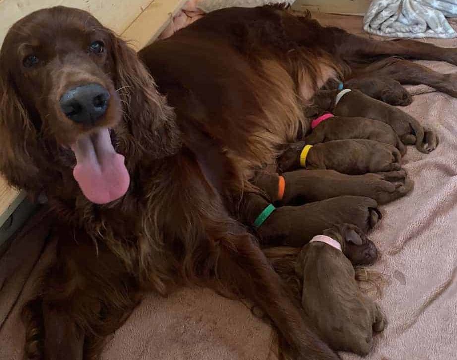 B-Wurf Kyramit Welpen