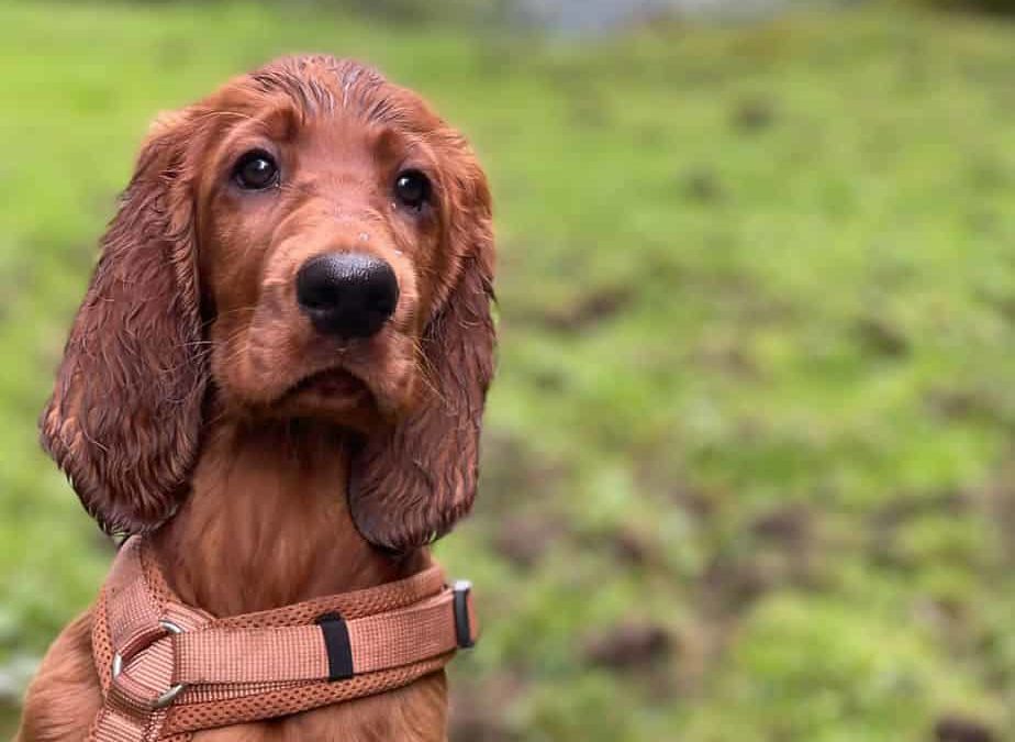 Unser B-Wurf ist gut zuhause angekommen.