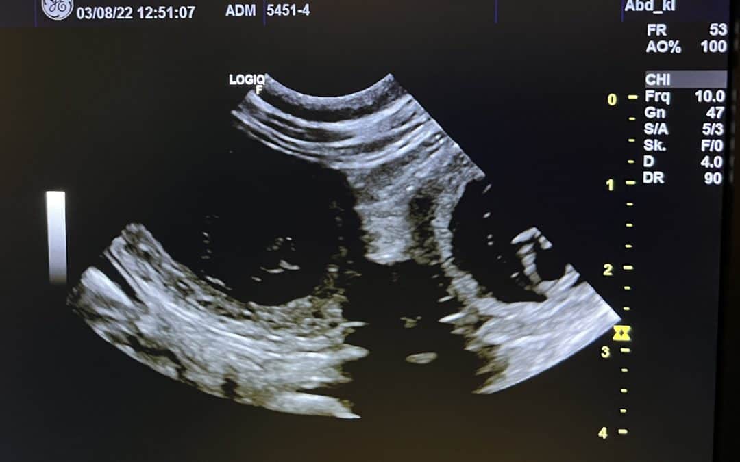 Wir erwarten unseren C-Wurf!!!