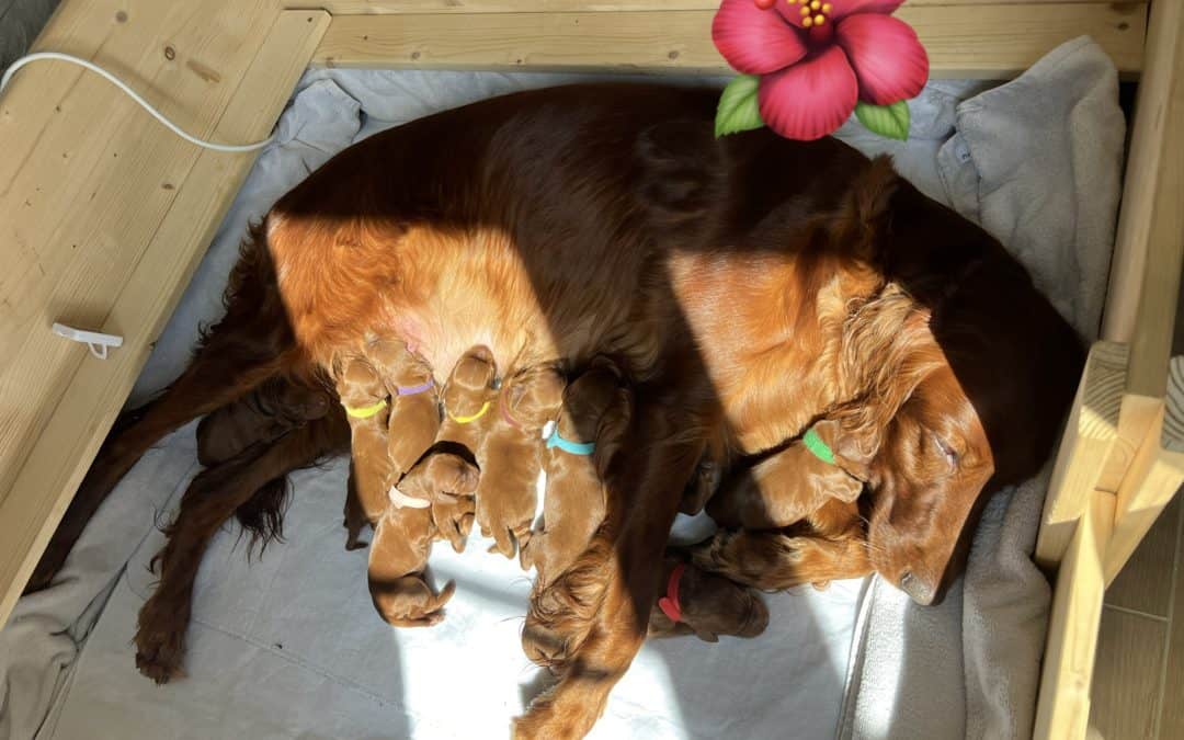 Hurra! Unser C-Wurf ist geboren